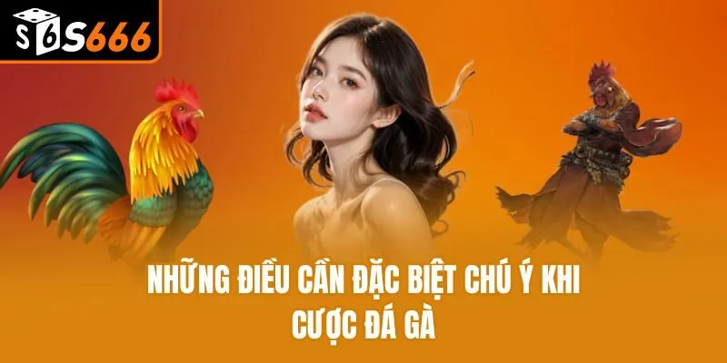 Hành Trình Chinh Phục Đá Gà S666 - Bài Học, Kinh Nghiệm Vàng Những điều cần đặc biệt chú ý khi cược đá gà